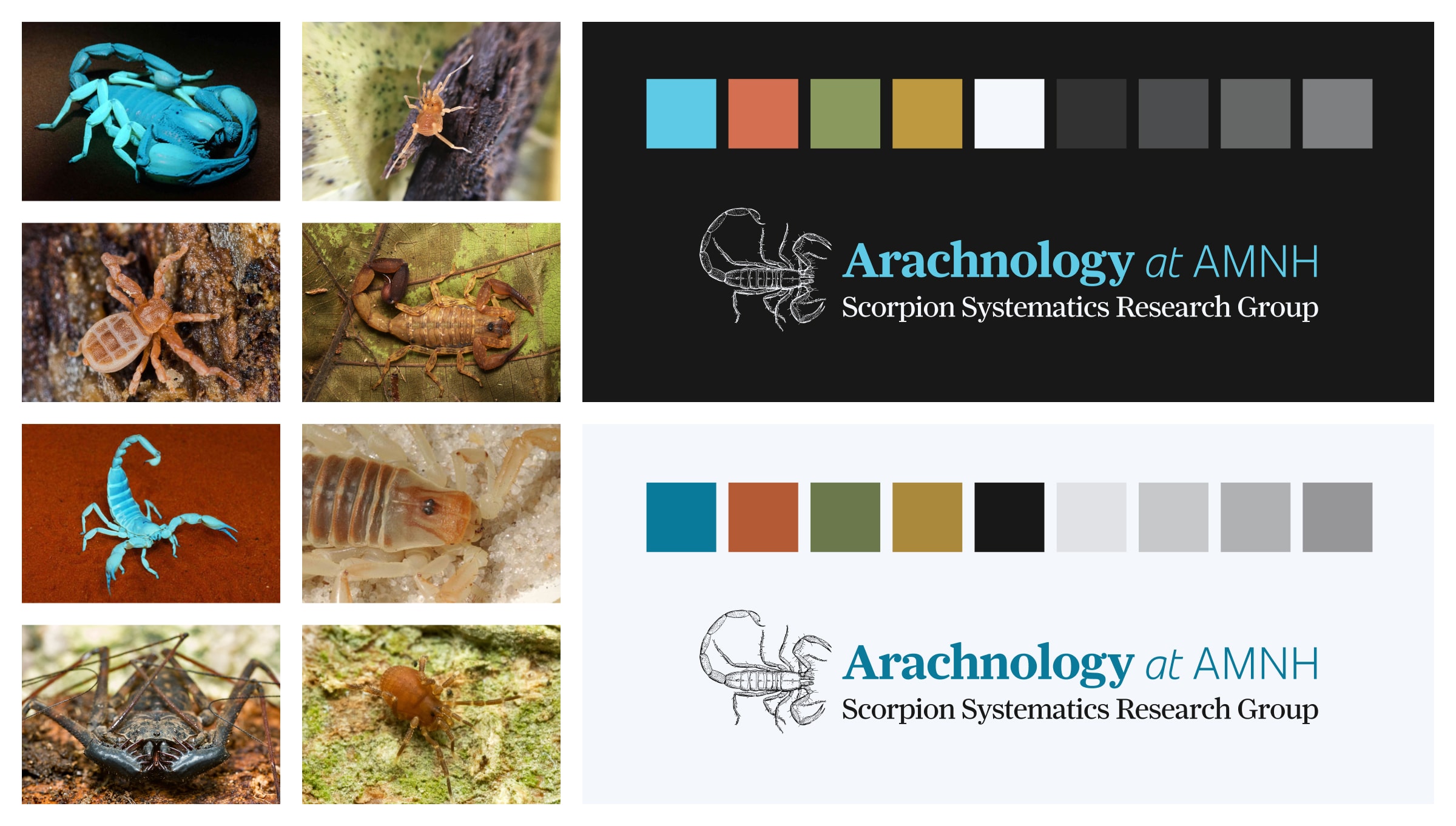 Brand color palette derived from arachnid specimen photos