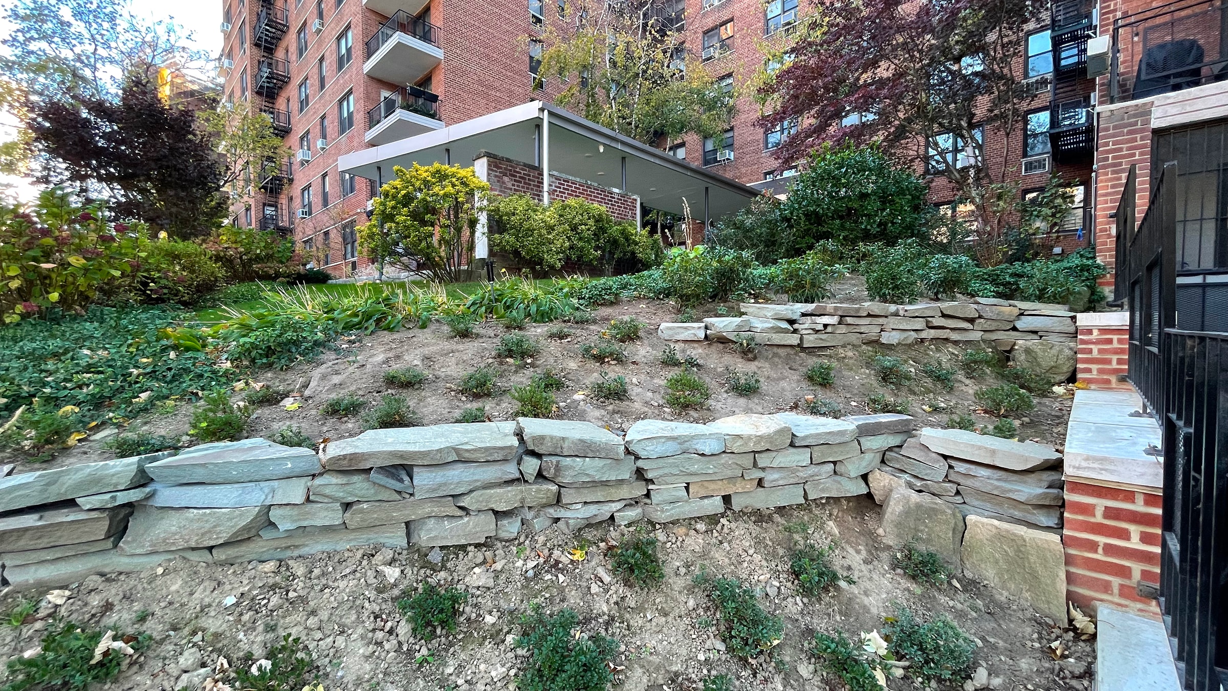 Initial planting installation including native Black Chokeberry intended to support erosion control