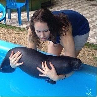 Manatee research